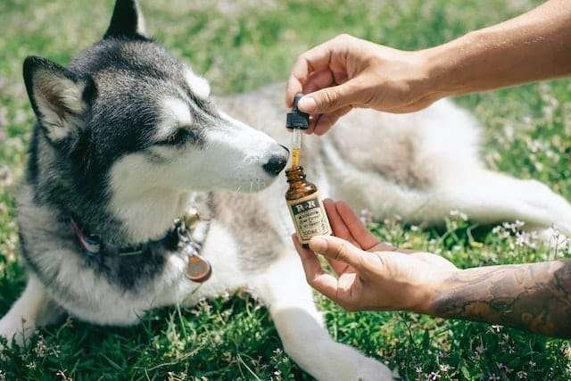 CBD For Dogs With Cancer