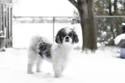 Shih Tzu Maltese Mix