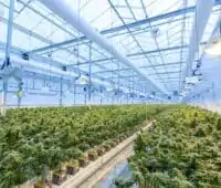 CBD vs. THC