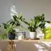 Indoor Plants