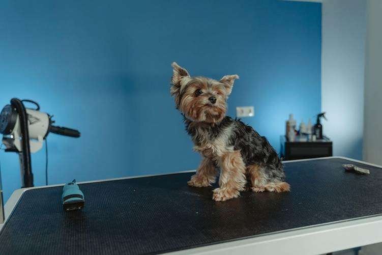 Grooming Products