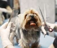 Your Dog