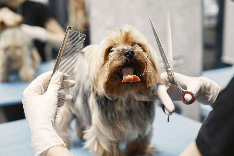 Your Dog